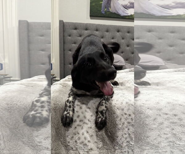 Medium Photo #7 Collie-Labrador Retriever Mix Puppy For Sale in Rockaway, NJ, USA