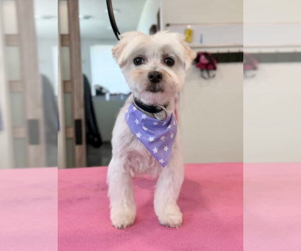 Medium Photo #3 Maltese Puppy For Sale in St. Louis Park, MN, USA