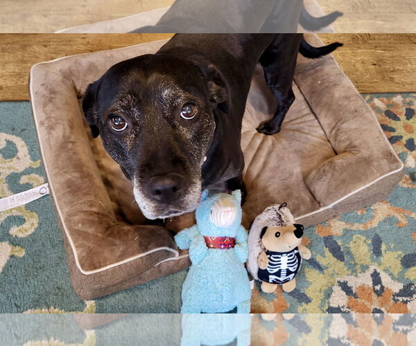 Medium Photo #8 Boxer-Unknown Mix Puppy For Sale in Mount Laurel, NJ, USA