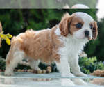 Small #4 Cavalier King Charles Spaniel