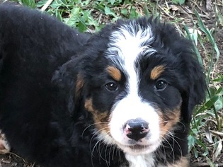 Bernese Mountain Dog Puppy for sale in GOLDEN, CO, USA