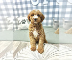Small Photo #3 Goldendoodle-Poodle (Miniature) Mix Puppy For Sale in MARIETTA, GA, USA