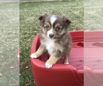 Small Photo #6 Miniature Australian Shepherd Puppy For Sale in BOWLING GREEN, KY, USA
