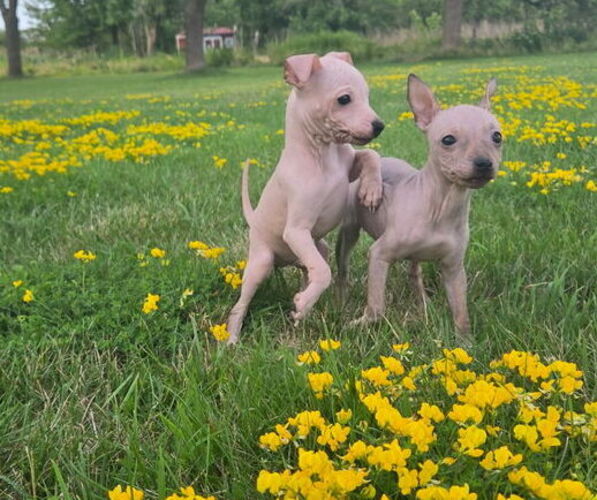Medium Photo #6 Miniature American Hairless Terrier Puppy For Sale in MEDFORD, MA, USA
