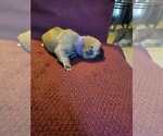 Small Photo #3 Cane Corso Puppy For Sale in SPRINGFIELD, OH, USA