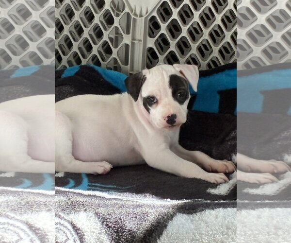Medium Photo #1 Mutt Puppy For Sale in Holly Springs, NC, USA