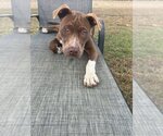 Small #1 Bulldog Mix