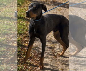 DOBI - Male Rotterman Dog for Adoption - Photo #3