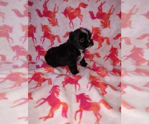 Morkie Puppy for Sale in LAPEER, Michigan USA