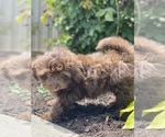 Small #1 Havanese