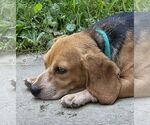 Small #9 Beagle