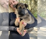 Small Photo #6 German Shepherd Dog Puppy For Sale in GRAND ISLAND, FL, USA