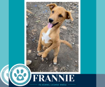 Small #1 Labrador Retriever Mix