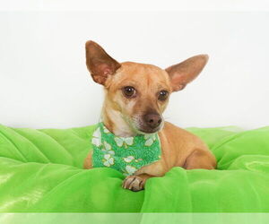 Chihuahua-Unknown Mix Dogs for adoption in phoenix, AZ, USA