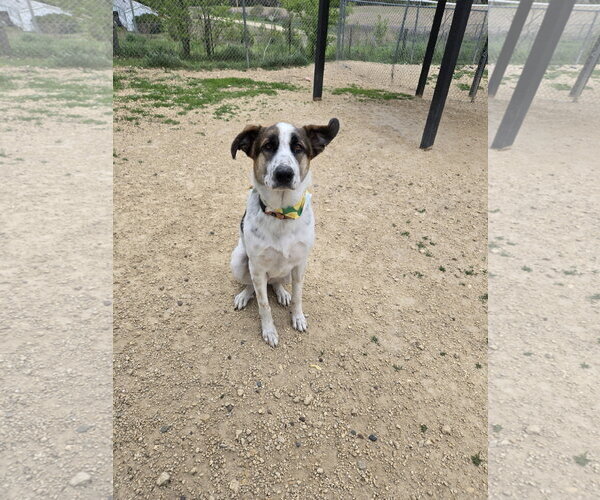 Medium Photo #1 German Shepherd Dog-Great Pyrenees Mix Puppy For Sale in Maquoketa, IA, USA