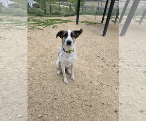 German Shepherd Dog-Great Pyrenees Mix Dogs for adoption in Maquoketa, IA, USA