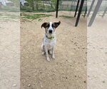 Small German Shepherd Dog-Great Pyrenees Mix