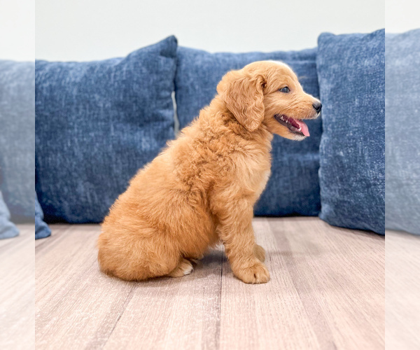Medium Photo #4 Goldendoodle (Miniature) Puppy For Sale in MILLERSBURG, OH, USA
