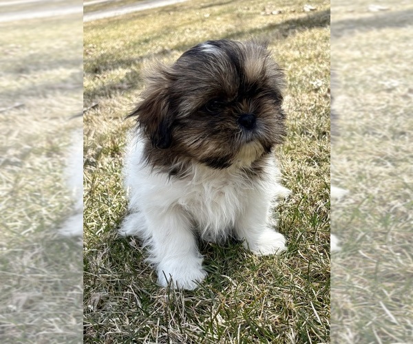 Medium Photo #10 Shih Tzu Puppy For Sale in FAIR HAVEN, MI, USA