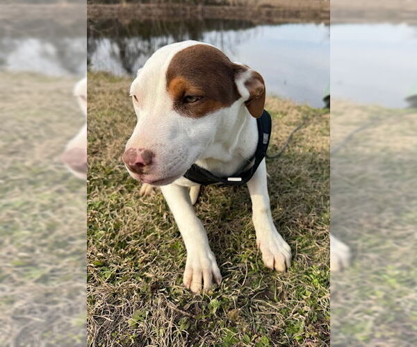 Medium Photo #4 Bulldog-Labrador Retriever Mix Puppy For Sale in Tarrytown, GA, USA