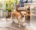 Small Chihuahua Mix