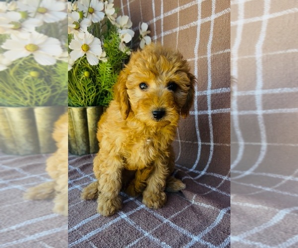 Medium Photo #4 Poodle (Miniature) Puppy For Sale in WILLISTON, FL, USA