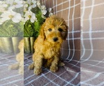 Small #3 Poodle (Miniature)