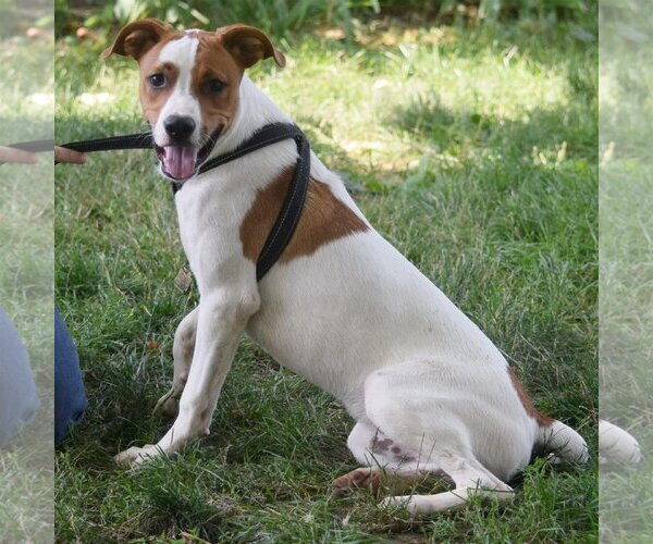 Medium Photo #4 Jack Russell Terrier-Unknown Mix Puppy For Sale in Huntley, IL, USA