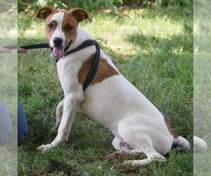 Ollie - Male Boxer-Unknown Mix Dog for Adoption - Photo #4
