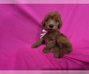 Goldendoodle Puppy for sale in DUBLIN, TX, USA