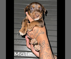 Australian Shepherd-Bullboxer Pit Mix Puppy for sale in STOCKTON, CA, USA