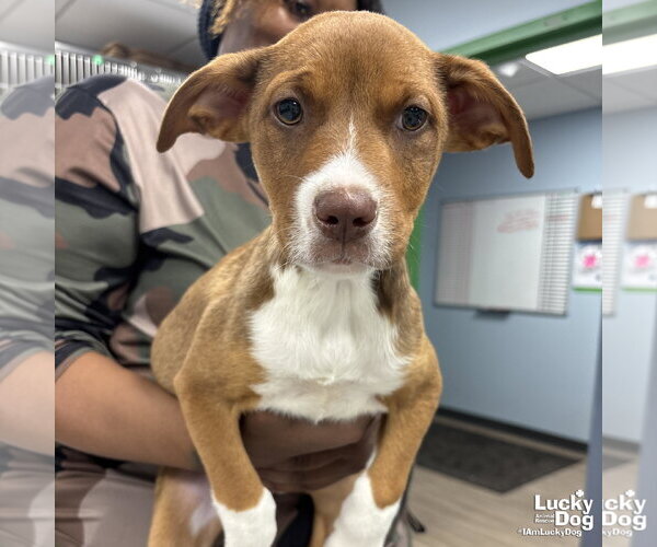 Medium Photo #5 Plott Hound-Unknown Mix Puppy For Sale in Washington, DC, USA