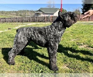 Mother of the Bouvier Des Flandres-Poodle (Standard) Mix puppies born on 05/26/2023