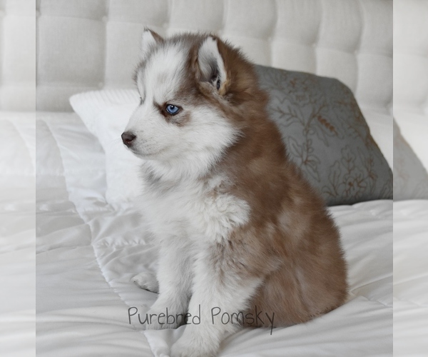 Medium Photo #2 Pomsky Puppy For Sale in KANSAS CITY, MO, USA