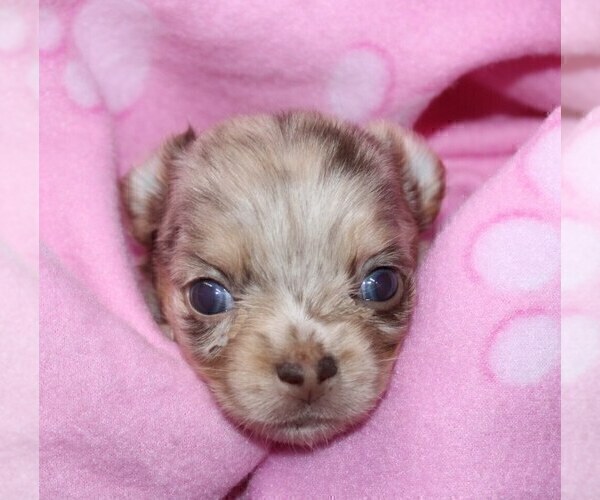 Medium Photo #7 Chihuahua Puppy For Sale in CHARLESTON, AR, USA