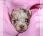 Small Photo #7 Chihuahua Puppy For Sale in CHARLESTON, AR, USA