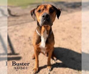 Rottweiler-Unknown Mix Dogs for adoption in Conroe, TX, USA