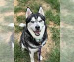 Small #8 Huskies  Mix