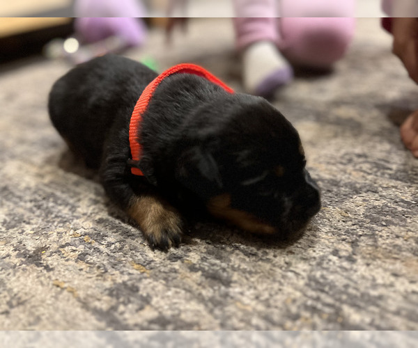 Medium Photo #5 Rottweiler Puppy For Sale in RACINE, WI, USA