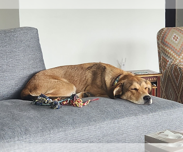 Medium Photo #7 Aussiedor Puppy For Sale in McKinney, TX, USA