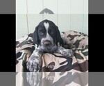 Small Photo #1 Labrador Retriever-Majestic Tree Hound Mix Puppy For Sale in ELLENSBURG, WA, USA