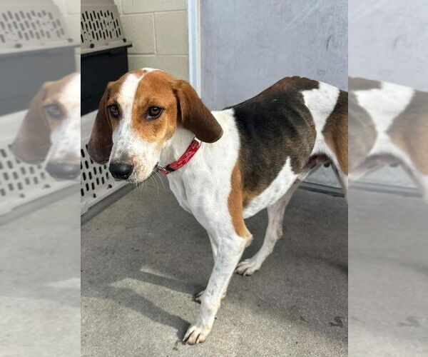 Medium Photo #5 Mutt Puppy For Sale in North Myrtle Beach, SC, USA