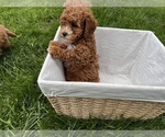 Small #9 Cavapoo