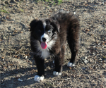 Small Photo #17 Australian Shepherd Puppy For Sale in ACTON, CA, USA
