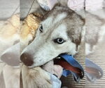 Small #2 Siberian Husky