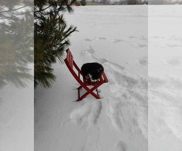 Medium Photo #6 Siberian Husky Puppy For Sale in AUBURN, NY, USA