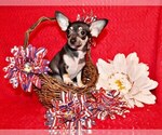 Puppy Egypt Chihuahua