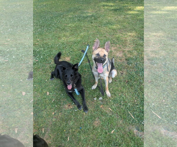 Medium Photo #2 German Shepherd Dog-Unknown Mix Puppy For Sale in La Grange , NC, USA