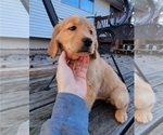 Puppy Dark Blue Golden Retriever