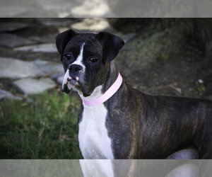 Mother of the Boxer puppies born on 07/21/2025